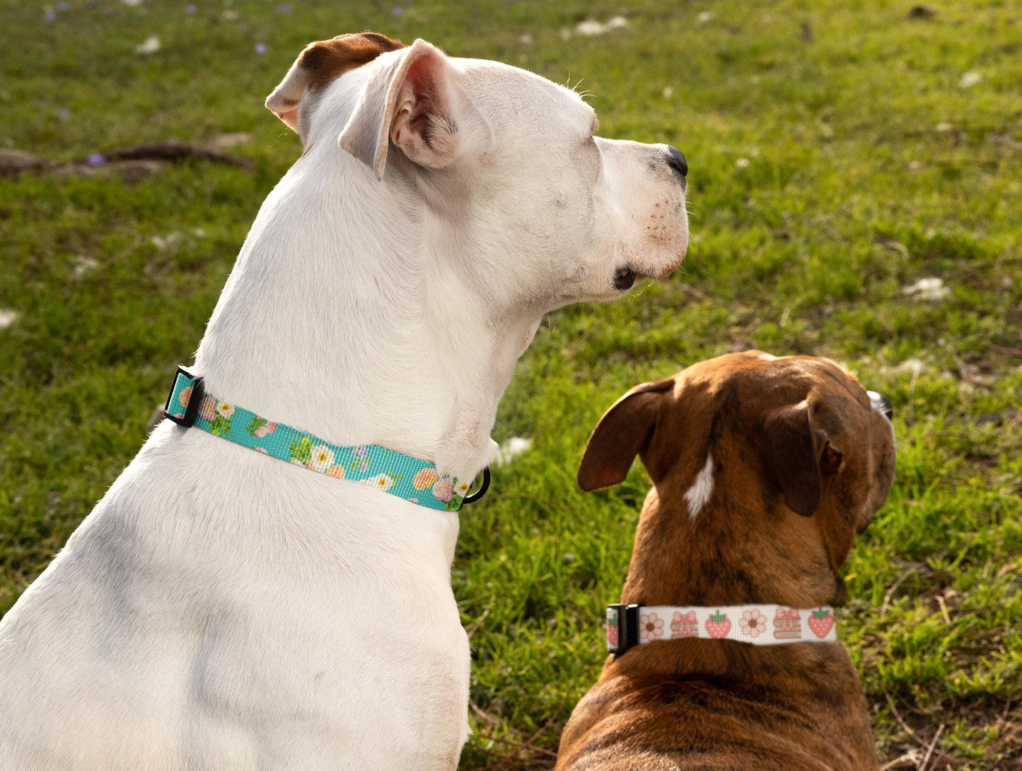 Floral Pet Collar, Dog & Cat Clip-on, Personalized Flower Patterned & Adjustable Band