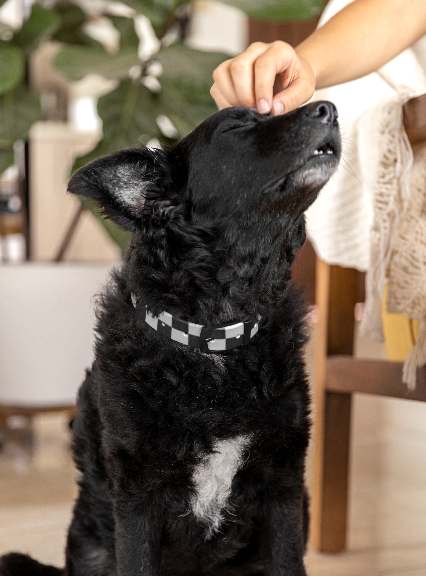 Personalized Checkered Dog Collar