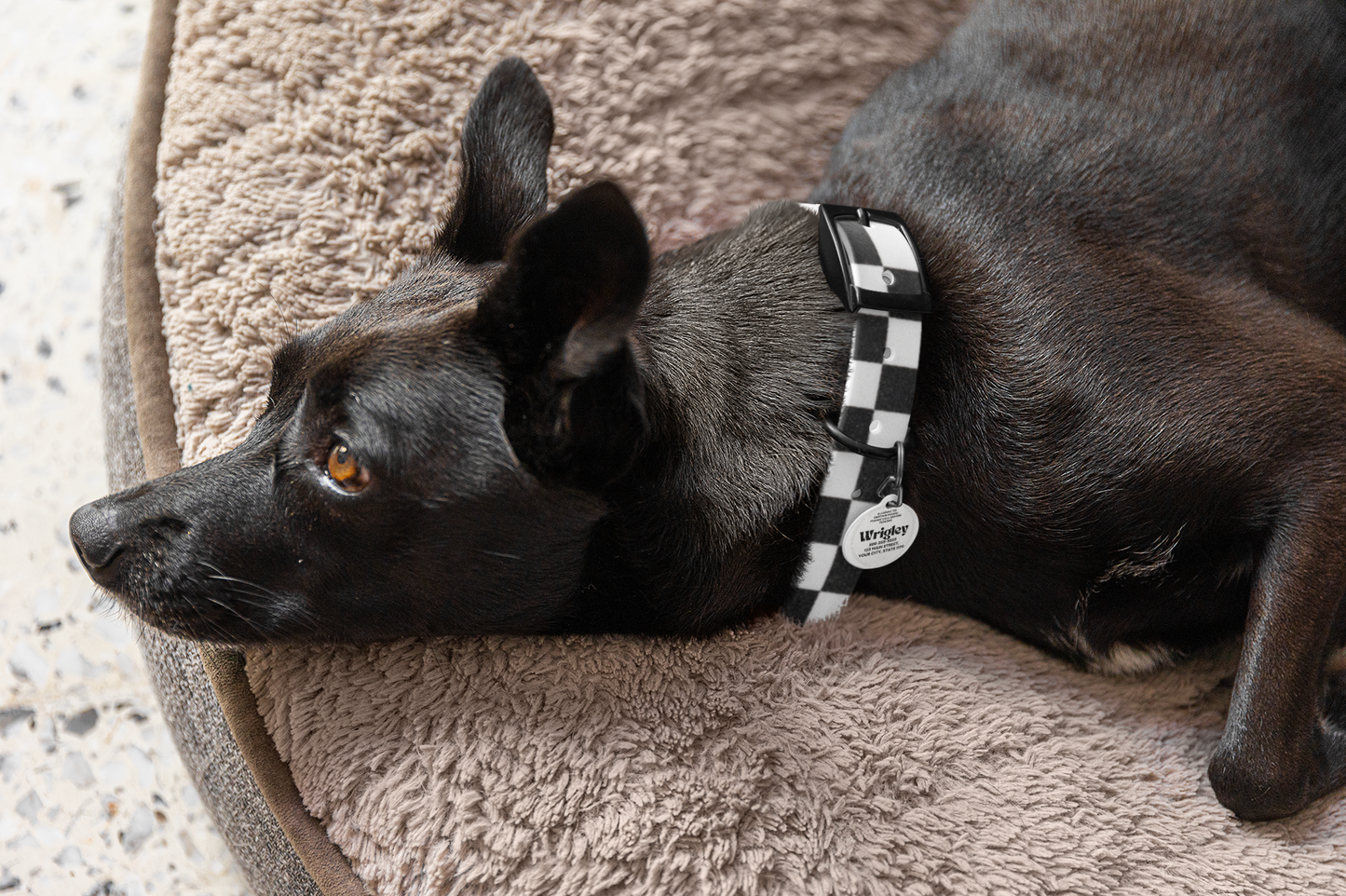 Personalized Checkered Dog Collar