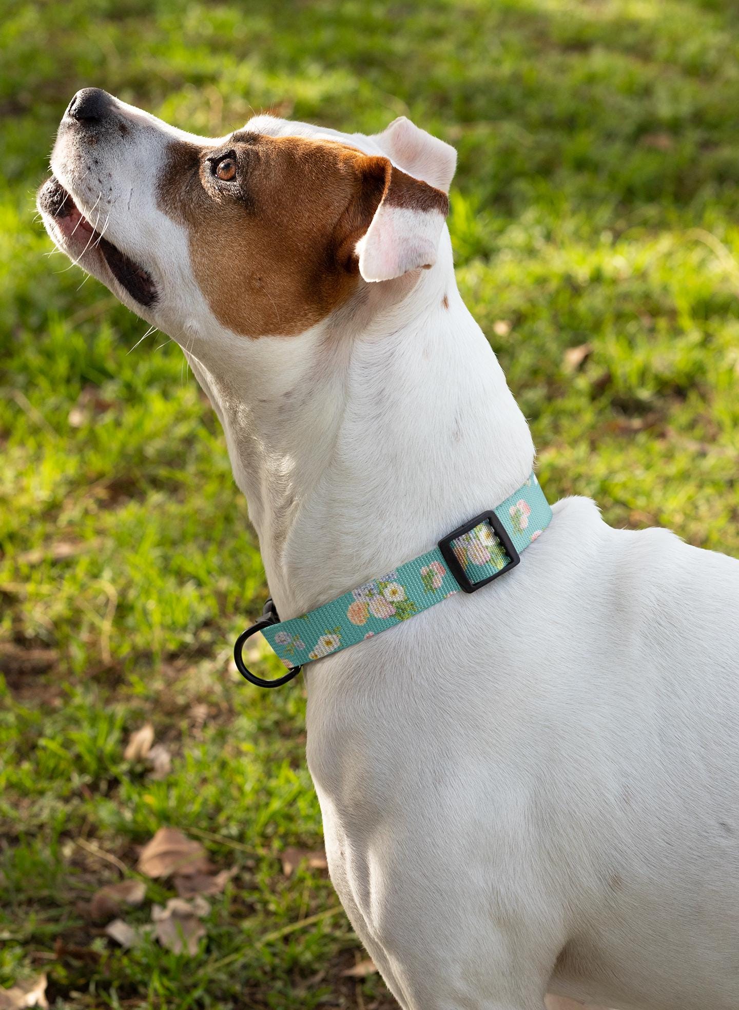Floral Pet Collar, Dog & Cat Clip-on, Personalized Flower Patterned & Adjustable Band