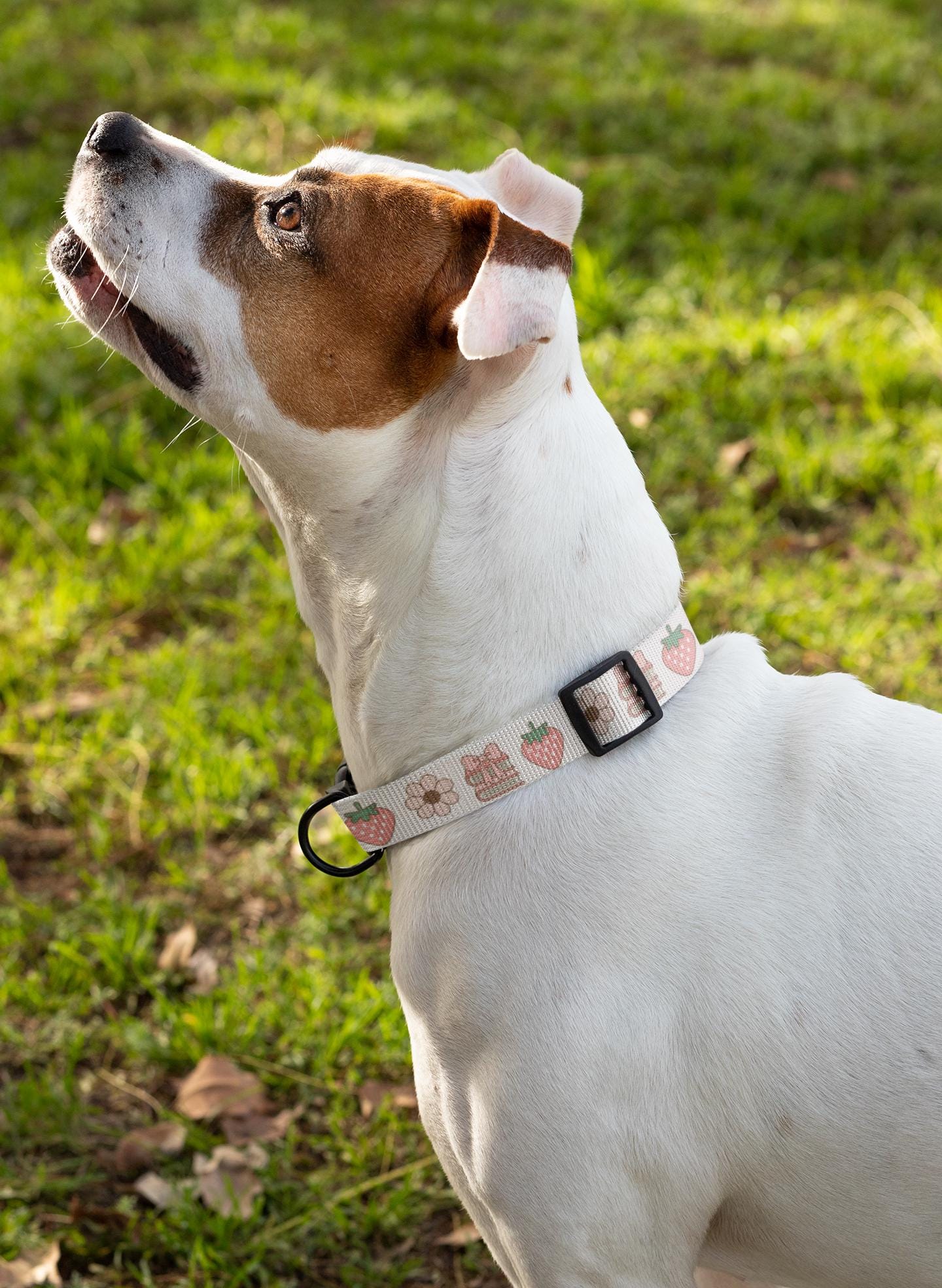 Personalized Coquette Dog Collar