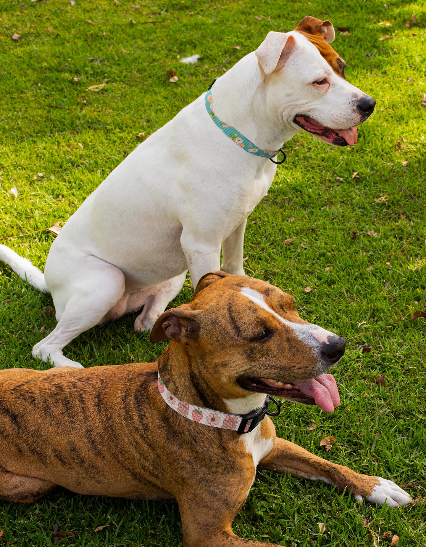 Personalized Coquette Dog Collar