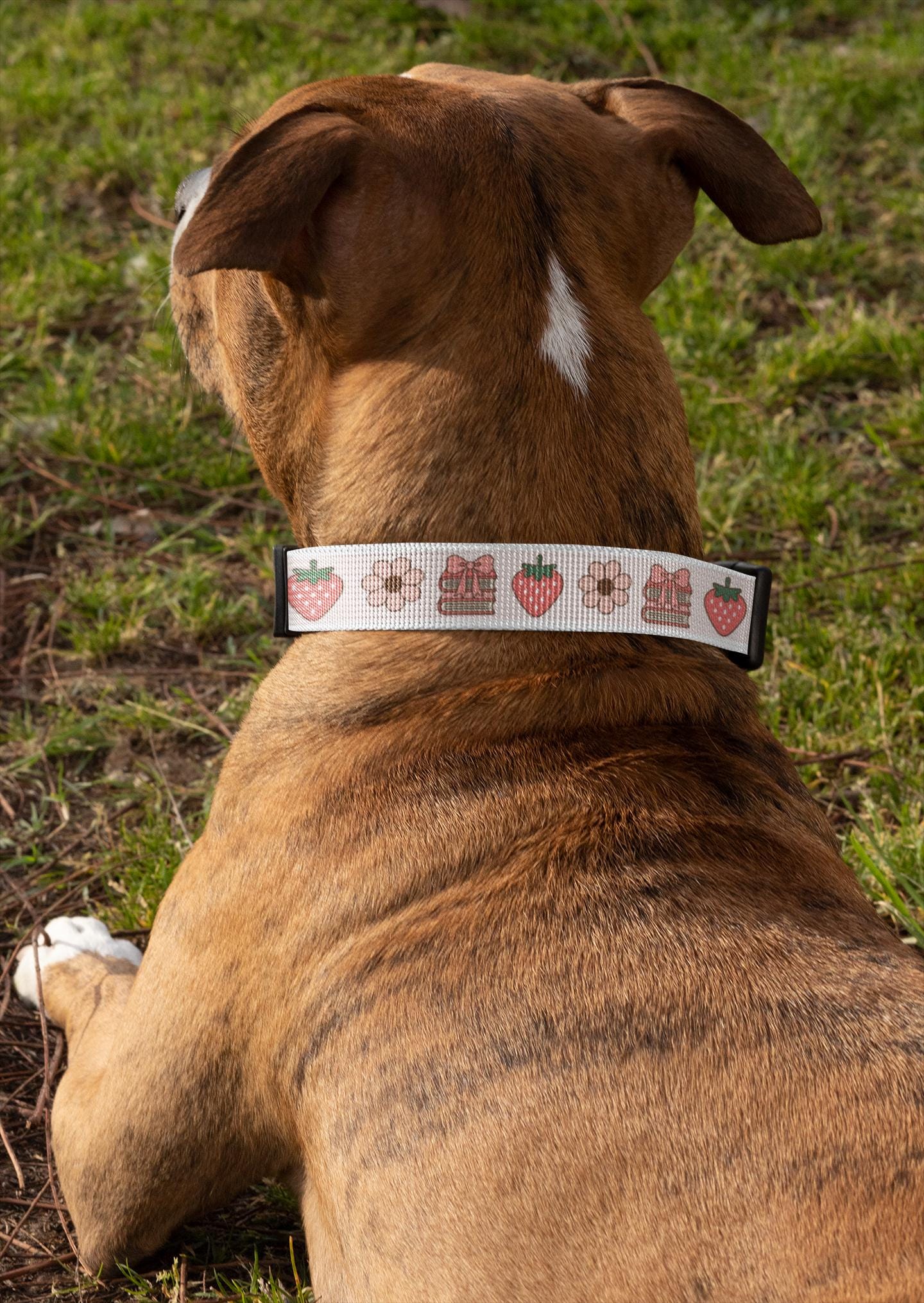 Personalized Coquette Dog Collar