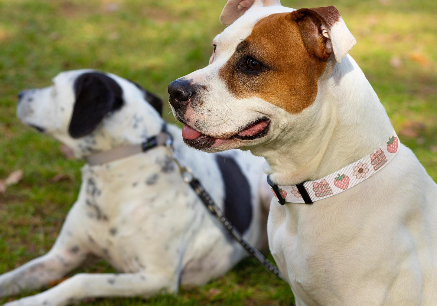 Personalized Coquette Dog Collar