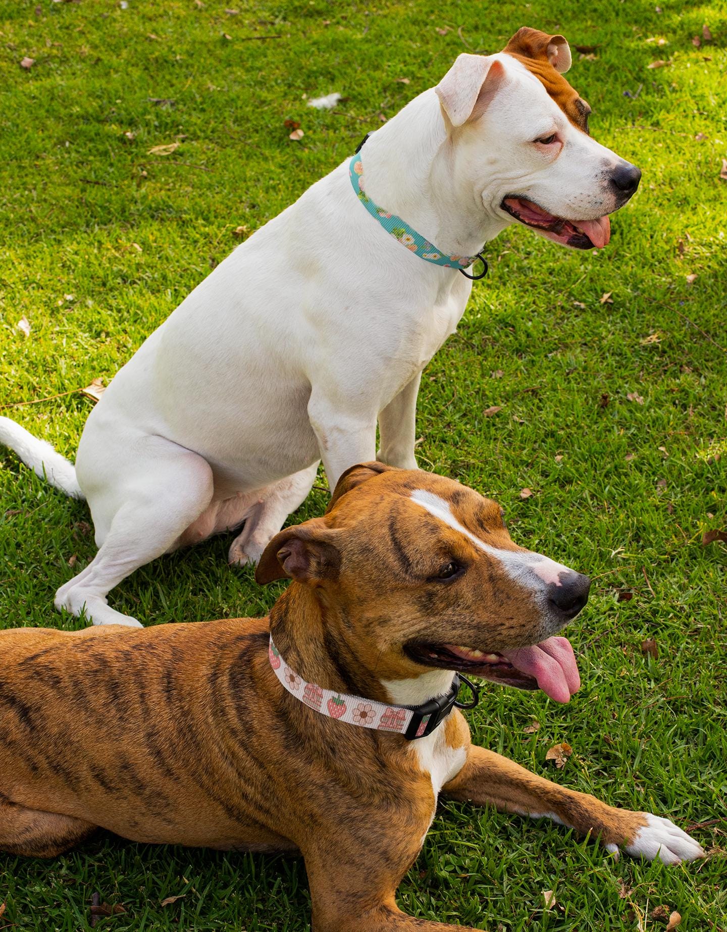 Floral Pet Collar, Dog & Cat Clip-on, Personalized Flower Patterned & Adjustable Band