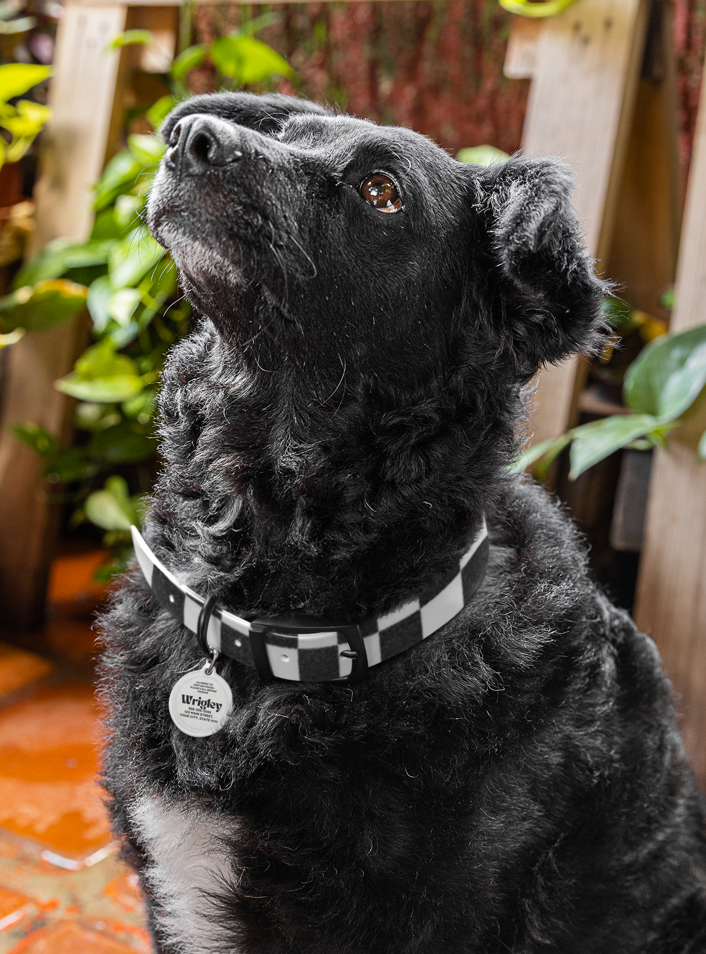 Personalized Pet Tag - Allergic Food Alert, Dog Cat ID, Safety Collar Tag, Customized Pet Jewelry, Animal Name Tag